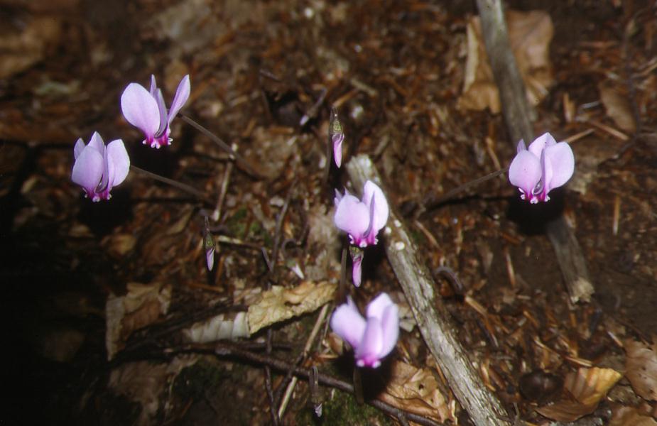Cyclamen repandum / Ciclamino primaverile 